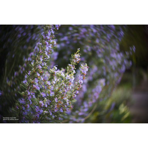 Lensbaby Fixed Body with Twist 60 Optic